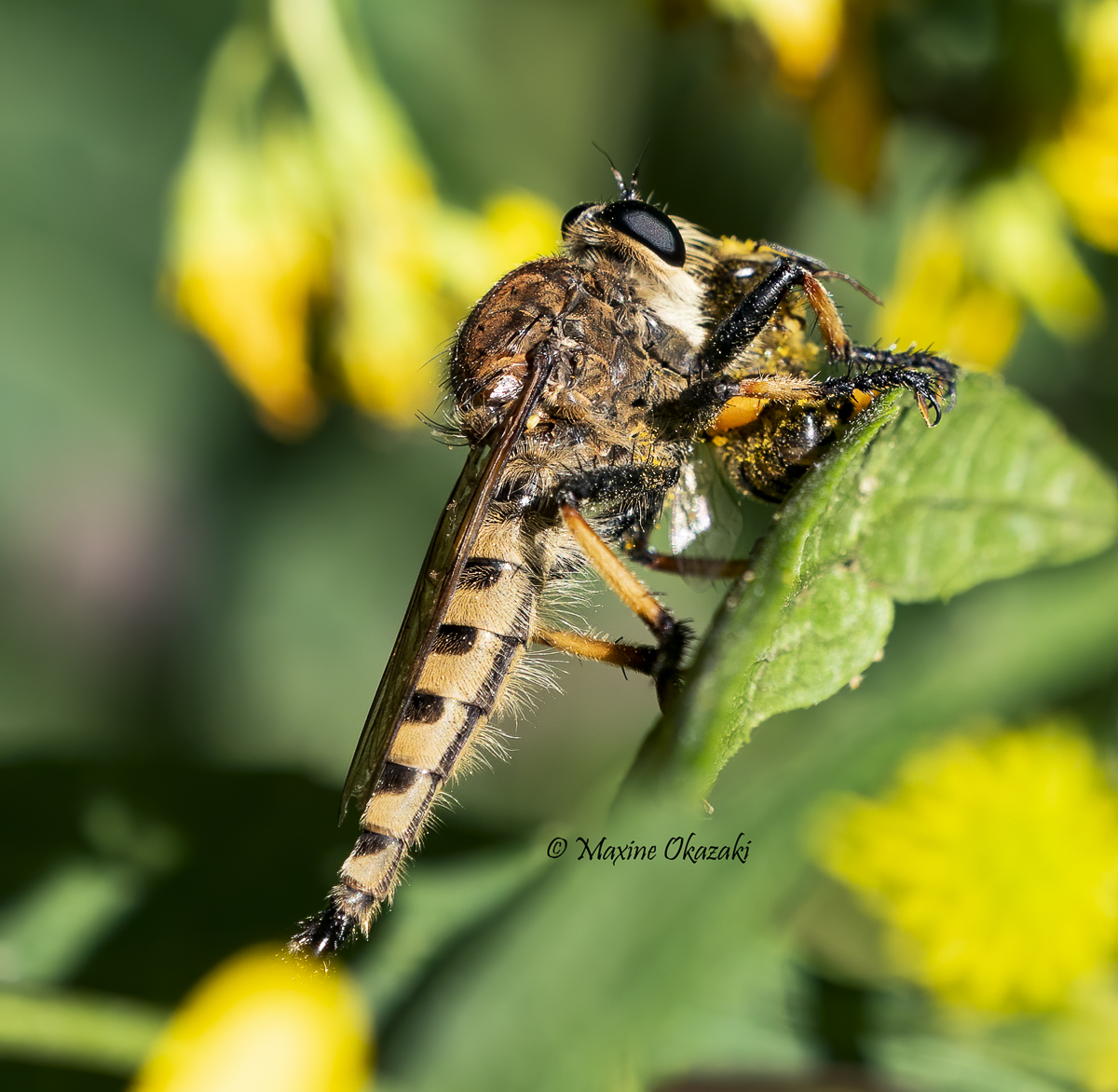 Red-footed cannibal fly with bee, Orange County, NC