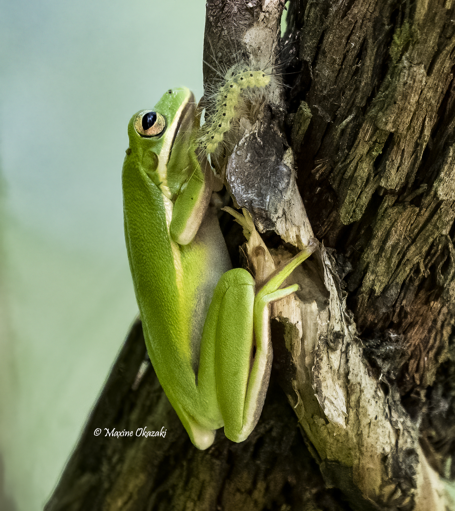 Green treefrog and fall webworm caterpillar, Durham County, NC