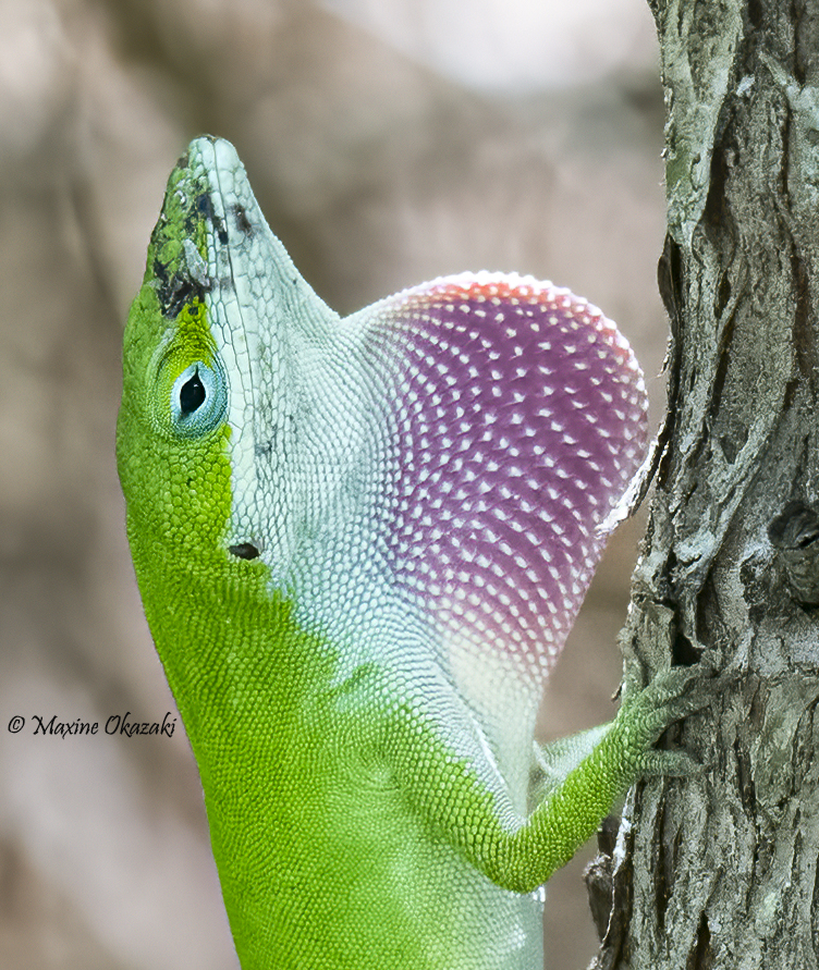 Anole showing off dewlap, Outer Banks, NC