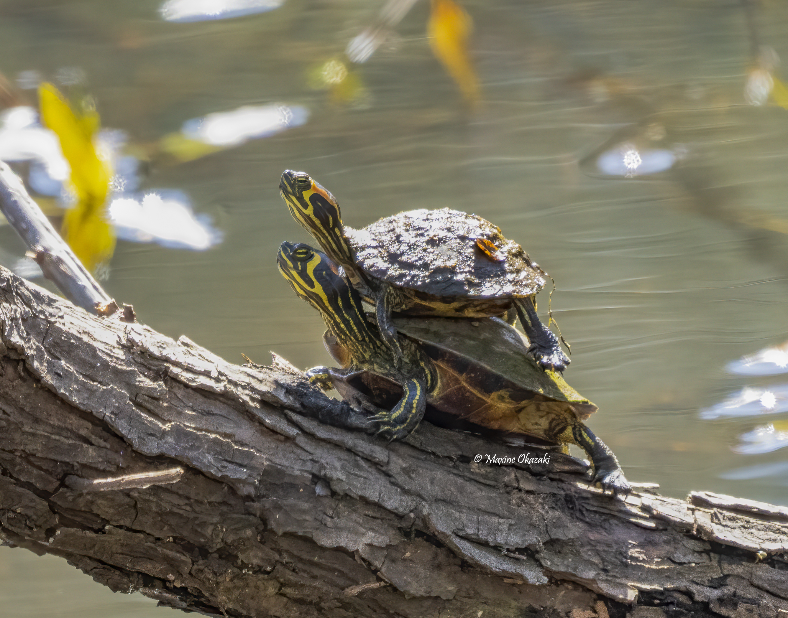 Pond turtles, Durham County, NC