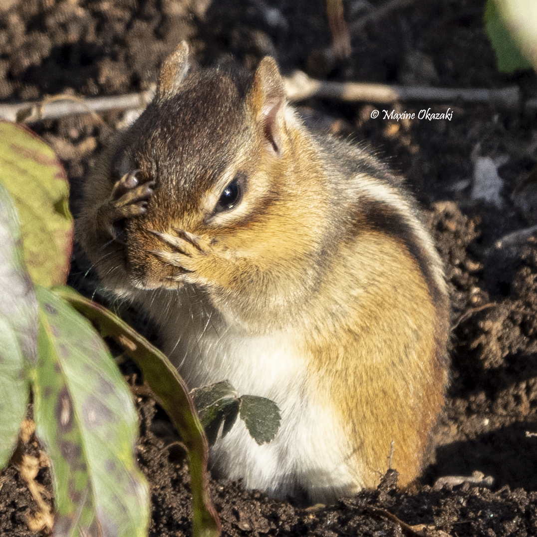 Chipmunk grooming, Orange County, NC