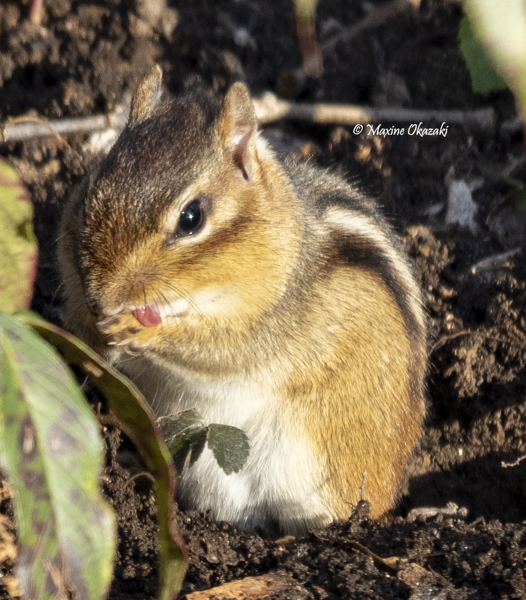 Chipmunk grooming, Orange County, NC