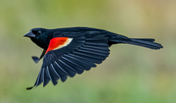 Red-winged blackbird