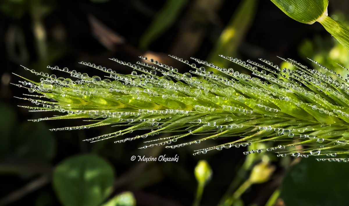 Dew on vegetation, Durham County, NC