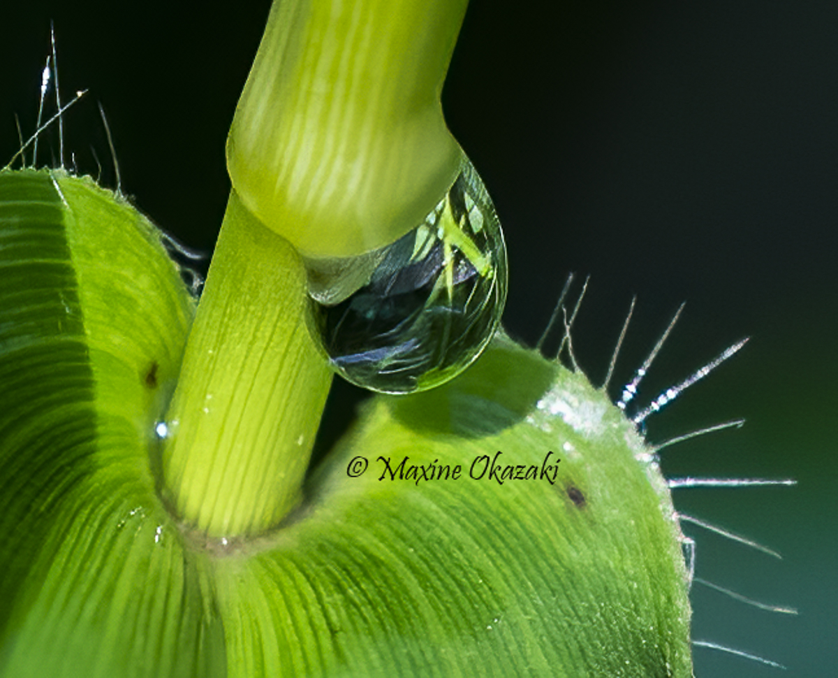 Plants in a water droplet, Durham County, NC