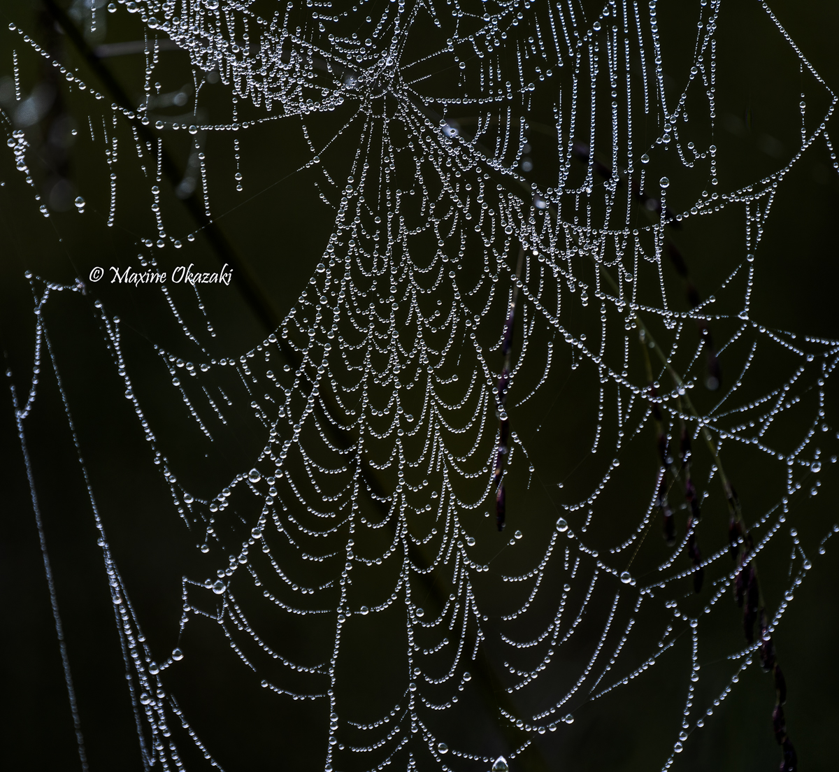 Morning dew on spider web, Orange County, NC