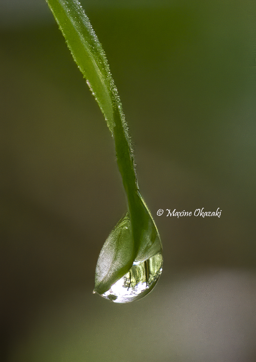 Dew on vegetation, Durham County, NC