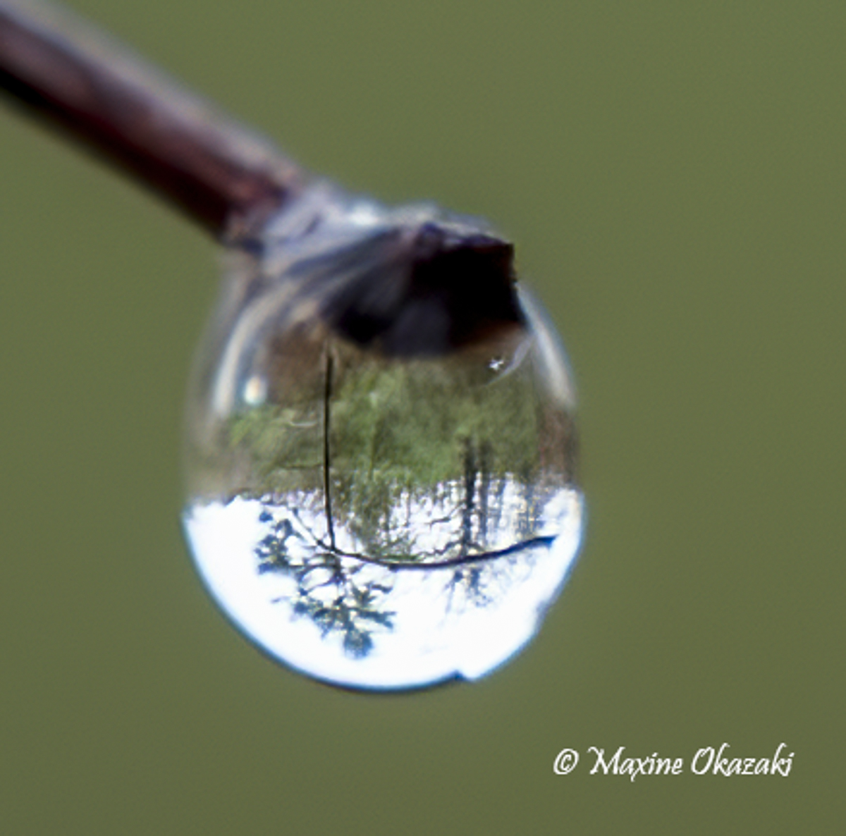 Dew on vegetation, Durham County, NC