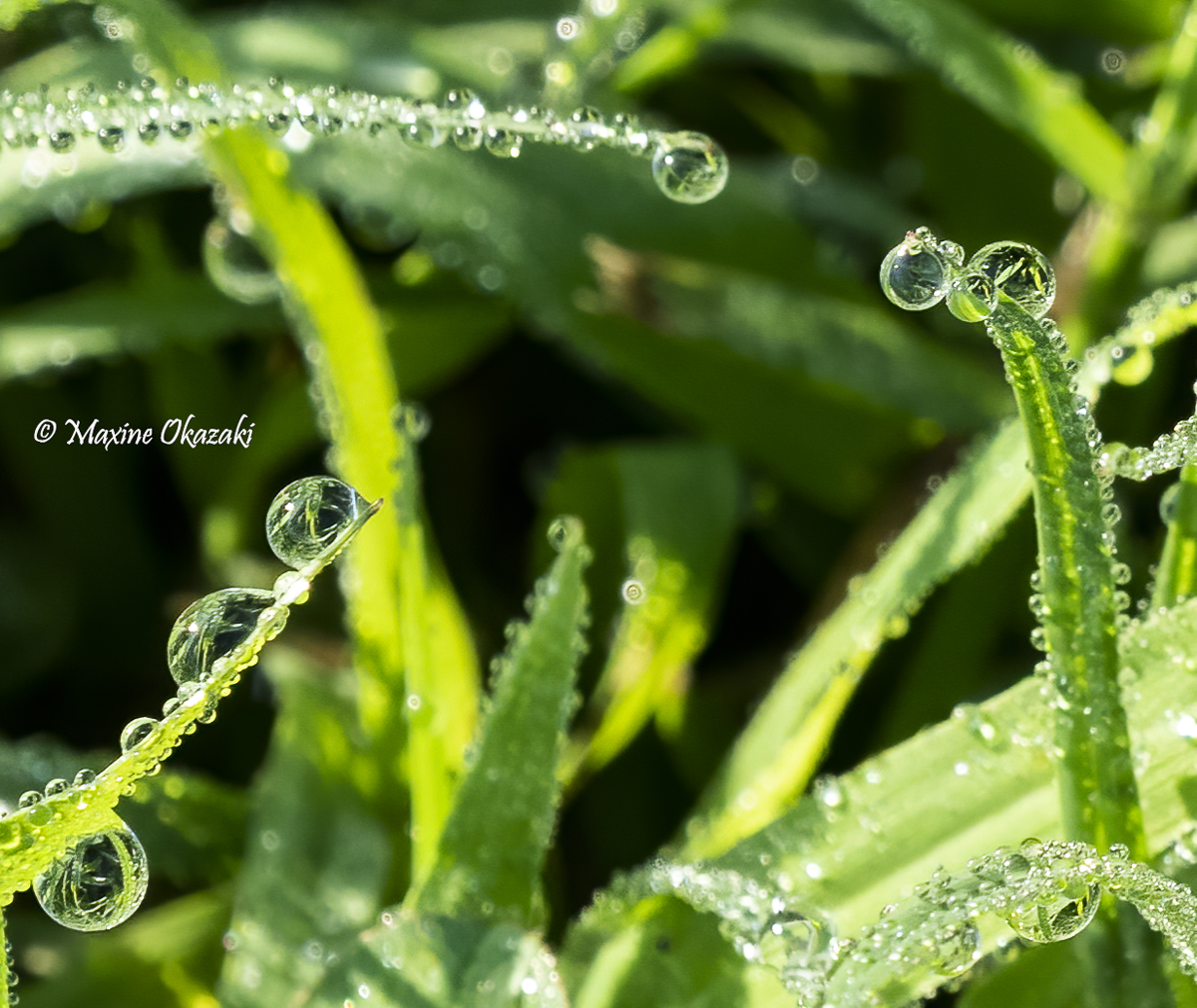 Dew on vegetation, Durham County, NC