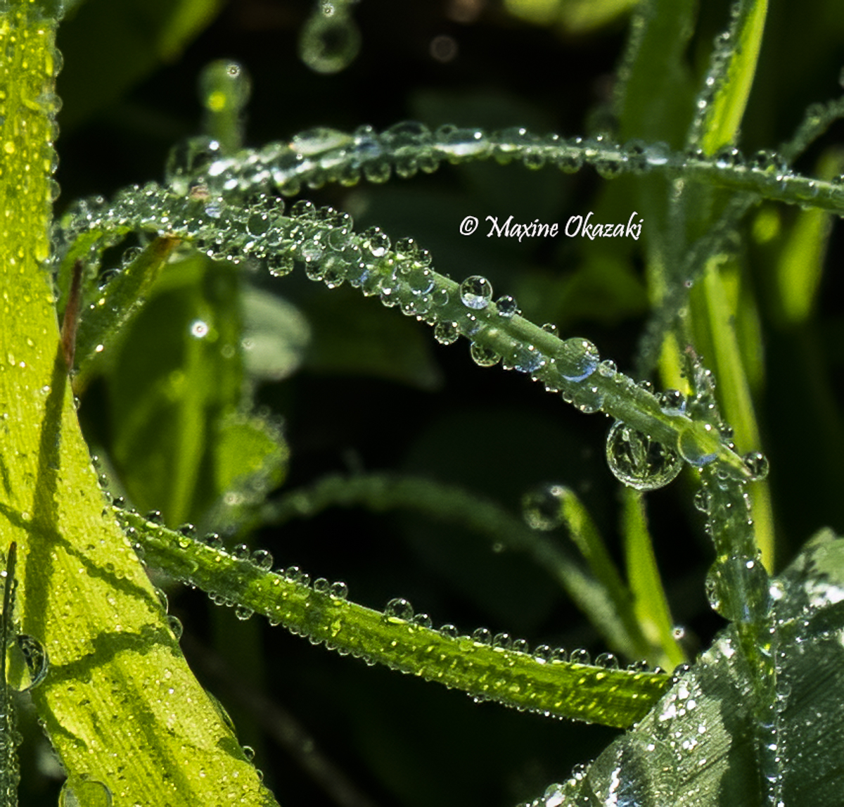 Dew on vegetation, Durham County, NC