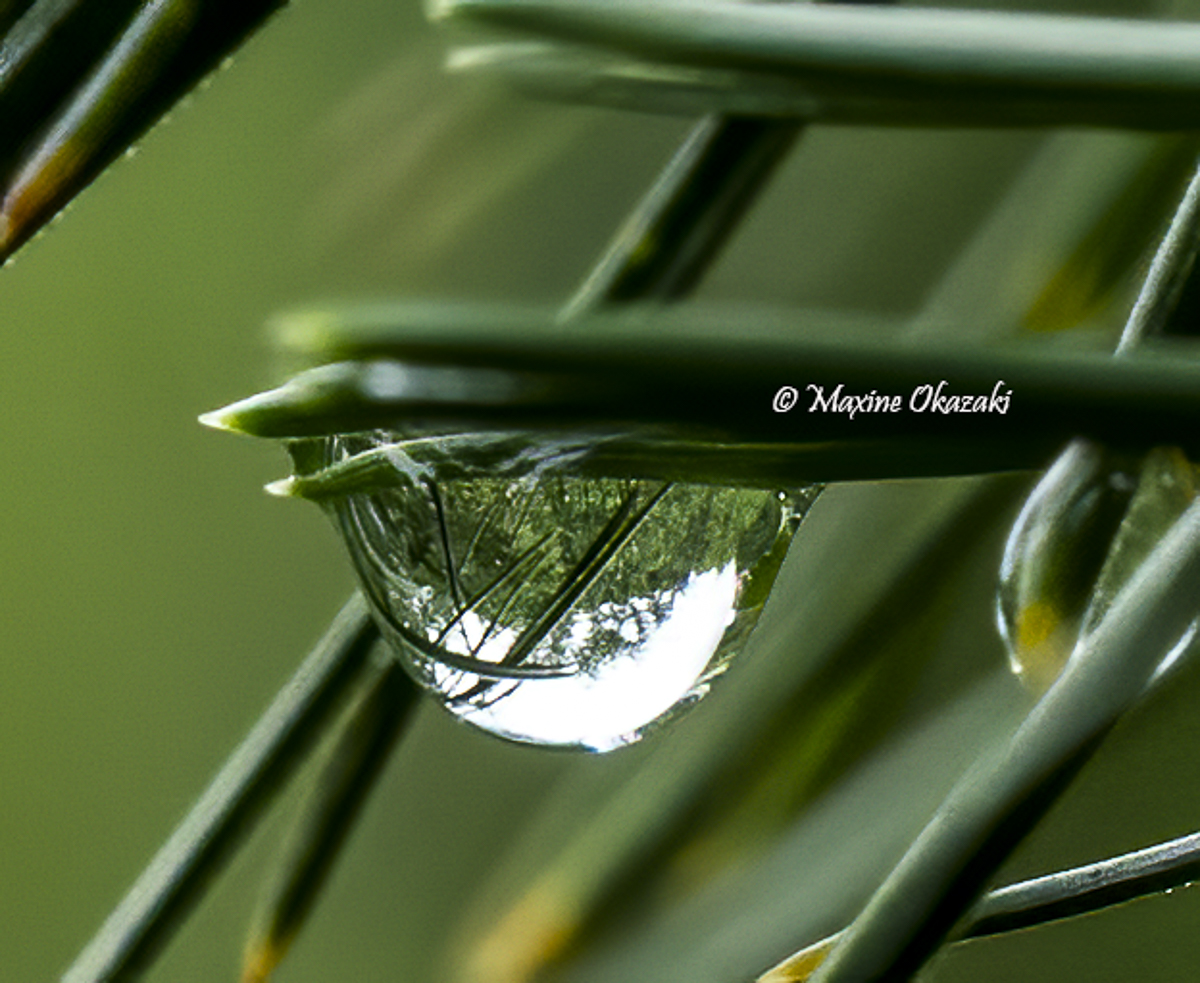 The world in a water droplet, Durham County, NC