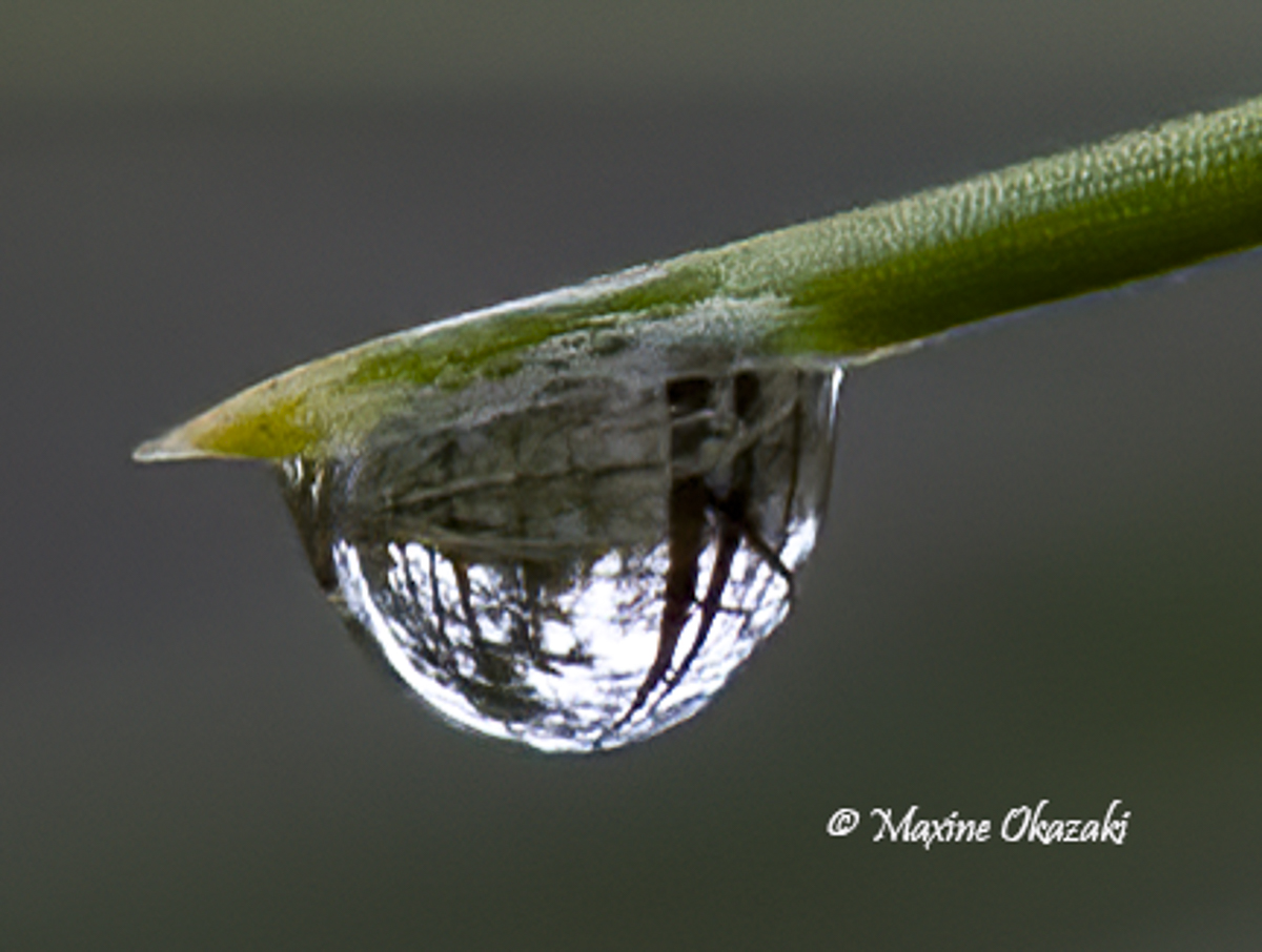 Dew on vegetation, Durham County, NC