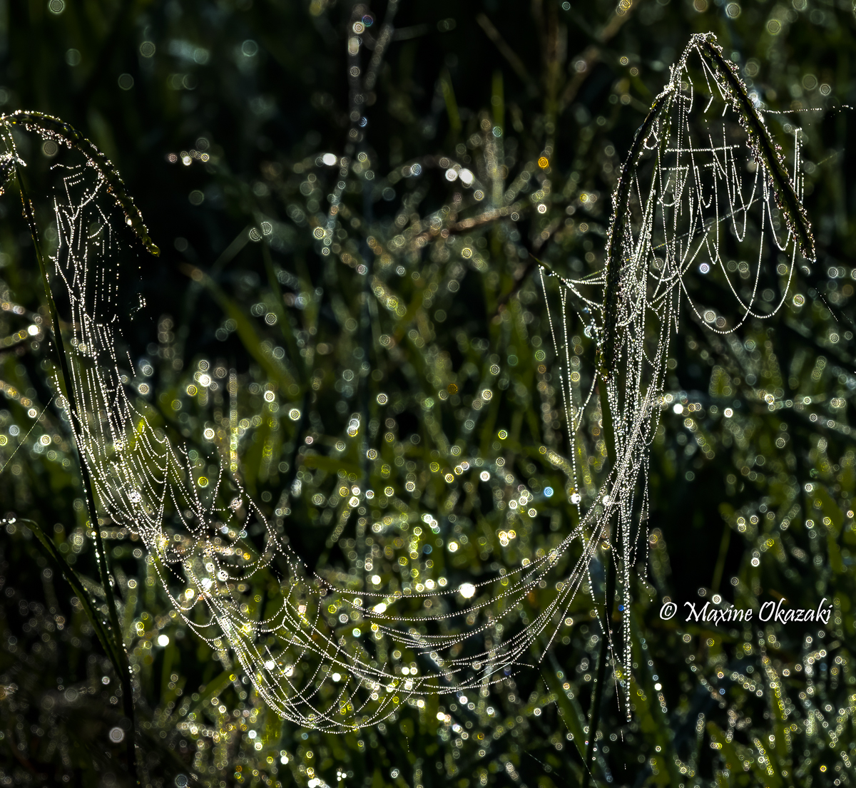 Dew on spiderweb, Durham County, NC