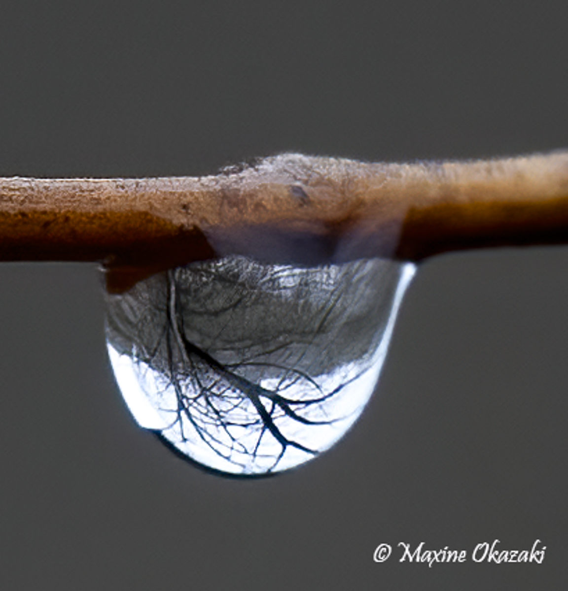 Dew on vegetation, Durham County, NC