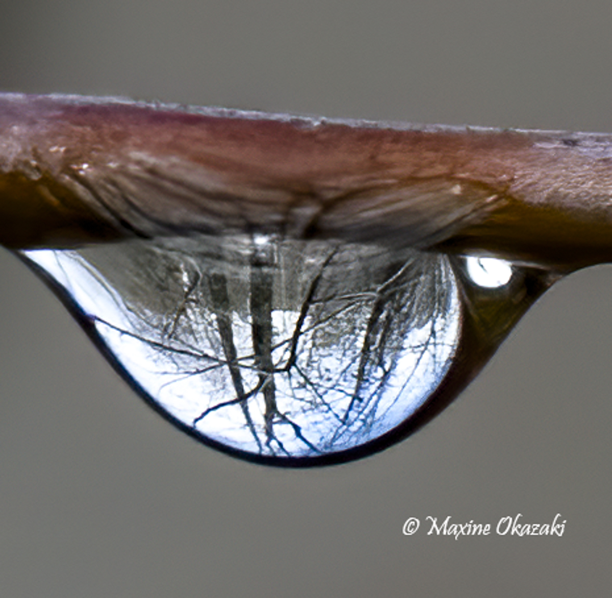 Dew on vegetation, Durham County, NC