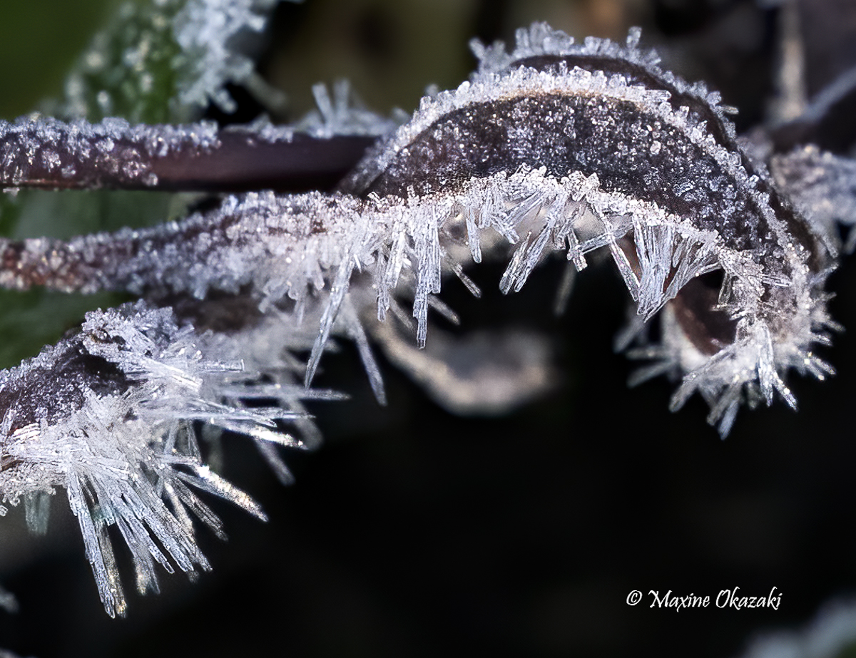 Hoarfrost on vegetation, Durham County, NC