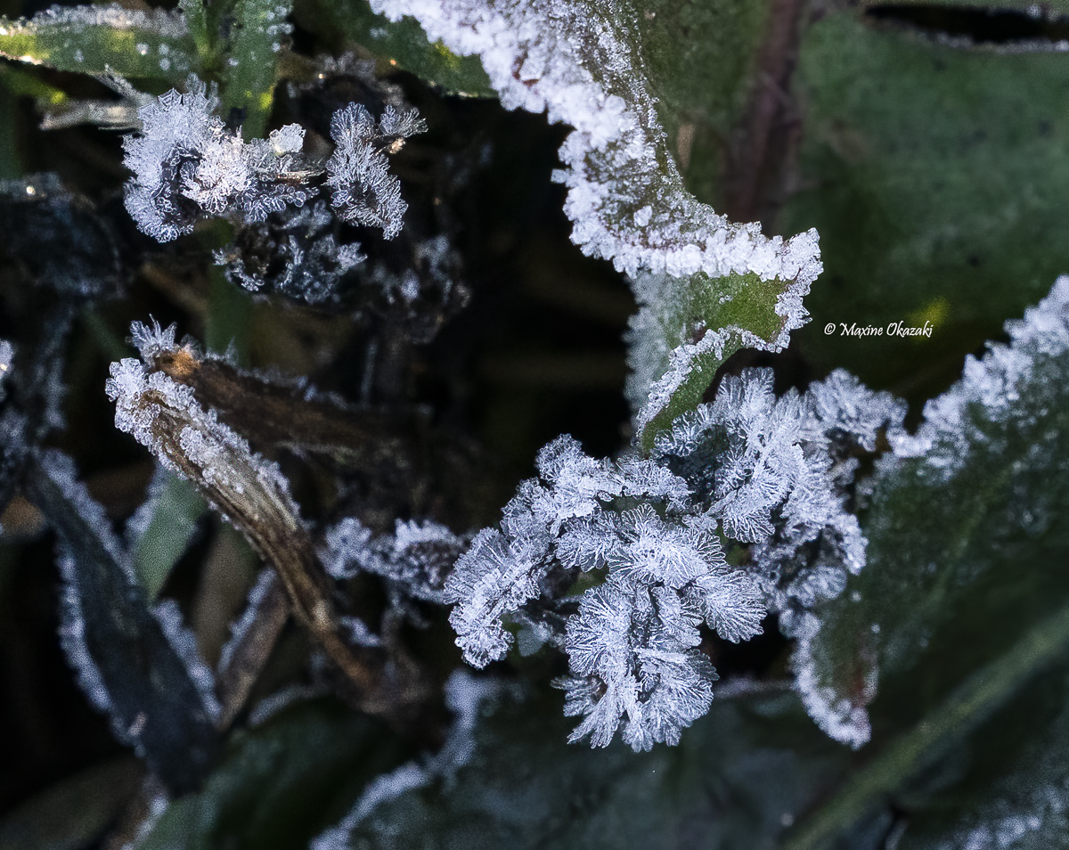 Hoarfrost on vegetation, Durham County, NC