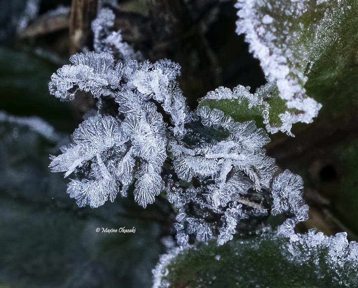 Hoarfrost on vegetation, Durham County, NC