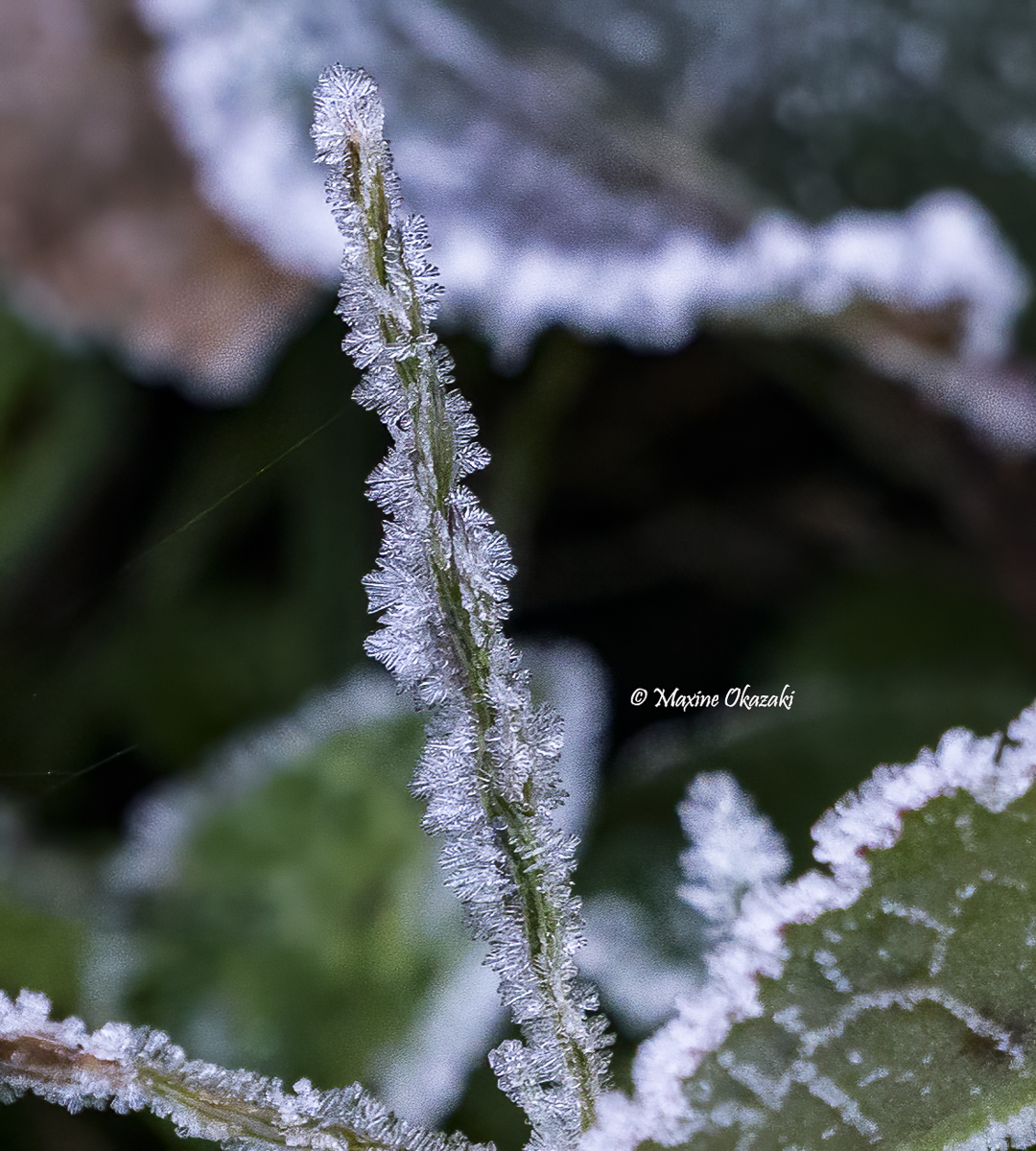 Hoarfrost on vegetation, Durham County, NC