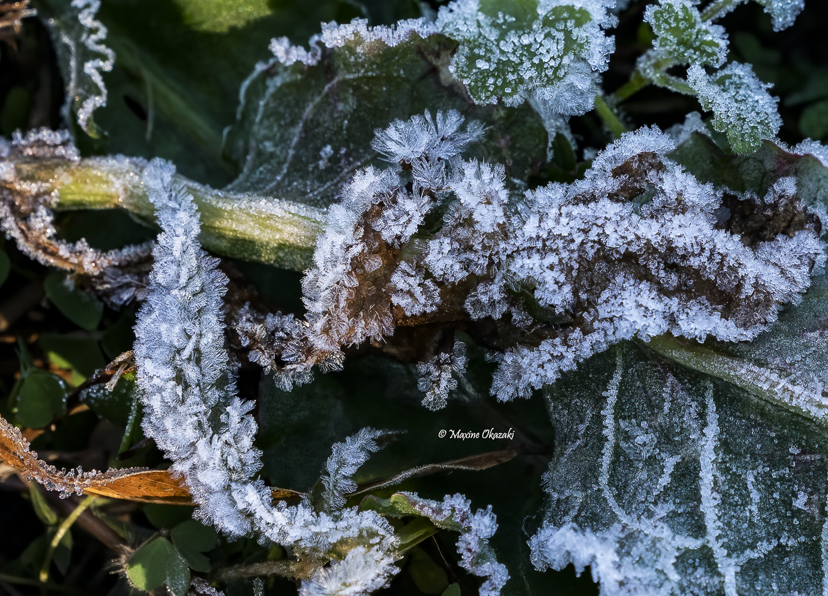 Hoarfrost on vegetation, Durham County, NC