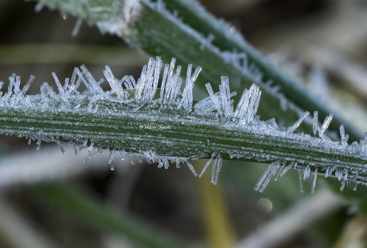 Hoarfrost on grass, Orange County, NC