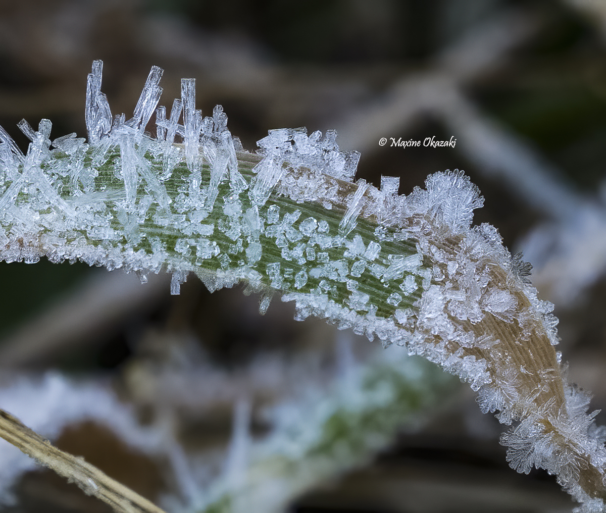 Hoarfrost on vegetation, Orange County, NC