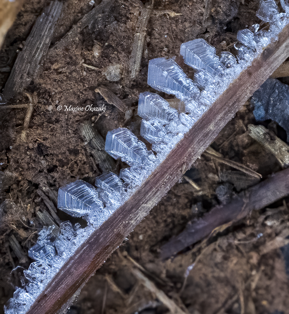 Hoarfrost on pine needle, Orange County, NC